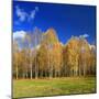 Birch Forest in Full Autumn Colouring, Close Hettstedt, Mansfeld-South Harz, Saxony-Anhalt, Germany-Andreas Vitting-Mounted Photographic Print