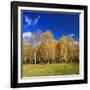 Birch Forest in Full Autumn Colouring, Close Hettstedt, Mansfeld-South Harz, Saxony-Anhalt, Germany-Andreas Vitting-Framed Photographic Print