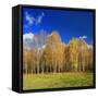 Birch Forest in Full Autumn Colouring, Close Hettstedt, Mansfeld-South Harz, Saxony-Anhalt, Germany-Andreas Vitting-Framed Stretched Canvas