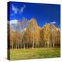 Birch Forest in Full Autumn Colouring, Close Hettstedt, Mansfeld-South Harz, Saxony-Anhalt, Germany-Andreas Vitting-Stretched Canvas