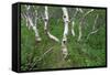 Birch Forest in Iceland-Paul Souders-Framed Stretched Canvas