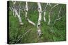 Birch Forest in Iceland-Paul Souders-Stretched Canvas