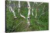 Birch Forest in Iceland-Paul Souders-Stretched Canvas