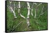 Birch Forest in Iceland-Paul Souders-Framed Stretched Canvas