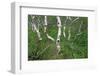 Birch Forest in Iceland-Paul Souders-Framed Photographic Print