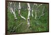 Birch Forest in Iceland-Paul Souders-Framed Photographic Print