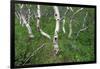 Birch Forest in Iceland-Paul Souders-Framed Photographic Print