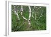 Birch Forest in Iceland-Paul Souders-Framed Photographic Print