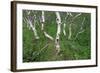 Birch Forest in Iceland-Paul Souders-Framed Photographic Print