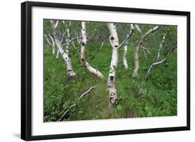 Birch Forest in Iceland-Paul Souders-Framed Photographic Print