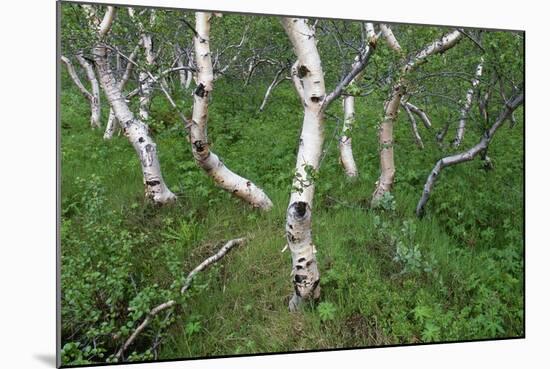 Birch Forest in Iceland-Paul Souders-Mounted Photographic Print