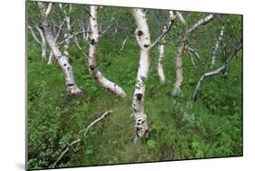 Birch Forest in Iceland-Paul Souders-Mounted Photographic Print