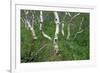 Birch Forest in Iceland-Paul Souders-Framed Photographic Print