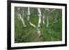 Birch Forest in Iceland-Paul Souders-Framed Photographic Print