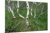 Birch Forest in Iceland-Paul Souders-Mounted Photographic Print