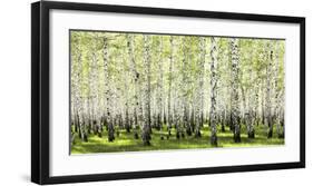 Birch forest in spring-null-Framed Art Print