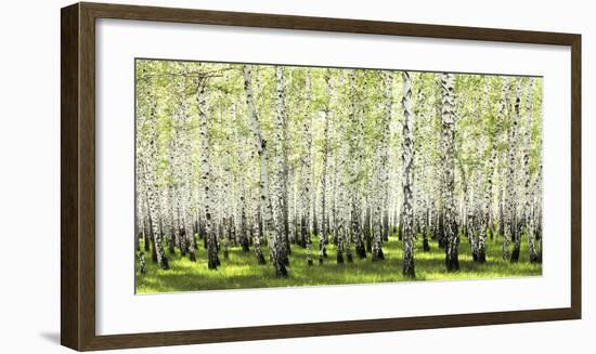 Birch forest in spring-null-Framed Art Print