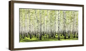 Birch forest in spring-null-Framed Art Print