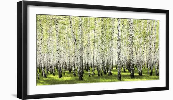 Birch forest in spring-null-Framed Art Print