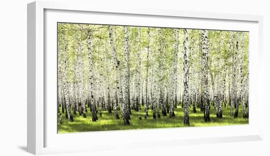 Birch forest in spring-null-Framed Art Print