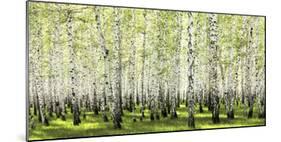 Birch forest in spring-null-Mounted Art Print