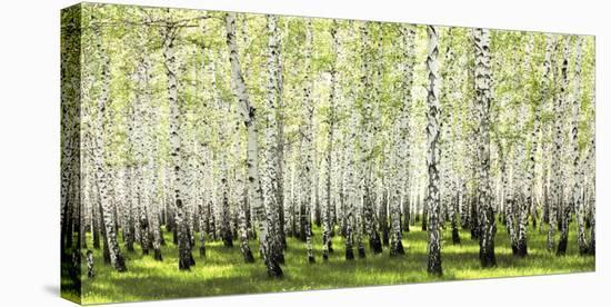 Birch forest in spring-null-Stretched Canvas