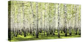 Birch forest in spring-null-Stretched Canvas