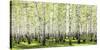 Birch forest in spring-null-Stretched Canvas