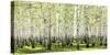 Birch forest in spring-null-Stretched Canvas