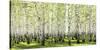 Birch forest in spring-null-Stretched Canvas