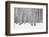 Birch forest in winter-null-Framed Art Print