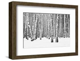 Birch forest in winter-null-Framed Art Print