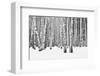 Birch forest in winter-null-Framed Art Print