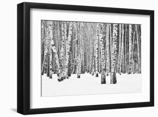 Birch forest in winter-null-Framed Art Print