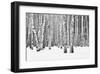 Birch forest in winter-null-Framed Art Print