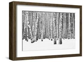 Birch forest in winter-null-Framed Art Print