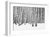 Birch forest in winter-null-Framed Art Print