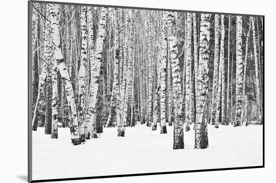 Birch forest in winter-null-Mounted Art Print