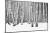 Birch forest in winter-null-Mounted Art Print