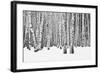 Birch forest in winter-null-Framed Art Print