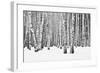 Birch forest in winter-null-Framed Art Print