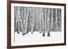 Birch forest in winter-null-Framed Art Print