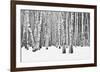 Birch forest in winter-null-Framed Art Print