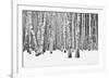 Birch forest in winter-null-Framed Art Print