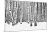 Birch forest in winter-null-Mounted Art Print