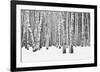 Birch forest in winter-null-Framed Art Print