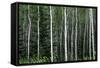 Birch Forest on the Island of Kodiak, Alaska-Françoise Gaujour-Framed Stretched Canvas