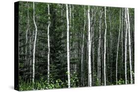 Birch Forest on the Island of Kodiak, Alaska-Françoise Gaujour-Stretched Canvas