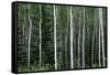 Birch Forest on the Island of Kodiak, Alaska-Françoise Gaujour-Framed Stretched Canvas