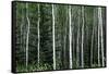 Birch Forest on the Island of Kodiak, Alaska-Françoise Gaujour-Framed Stretched Canvas